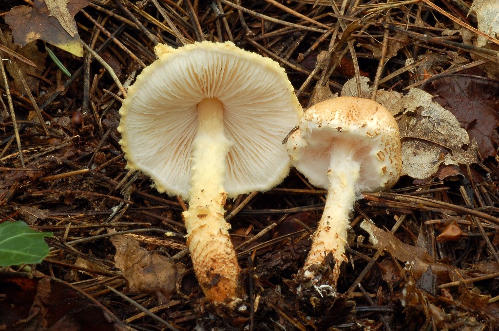 Lepiota.